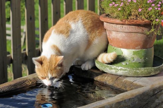 Durstige Katzen beim Trinken aus dem Brunnen